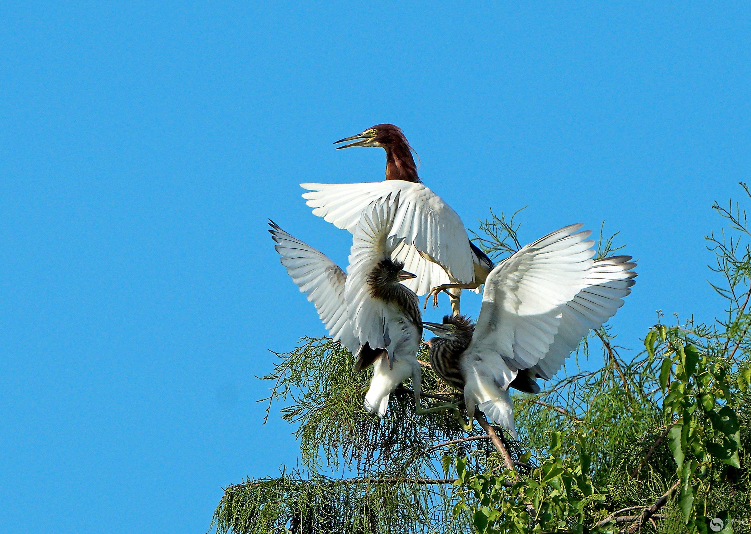 空中芭蕾！中国双人高梁滑翔决赛夺金