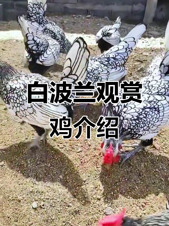 瑞壮燃鸡酉日头合，战况波兰晋出新